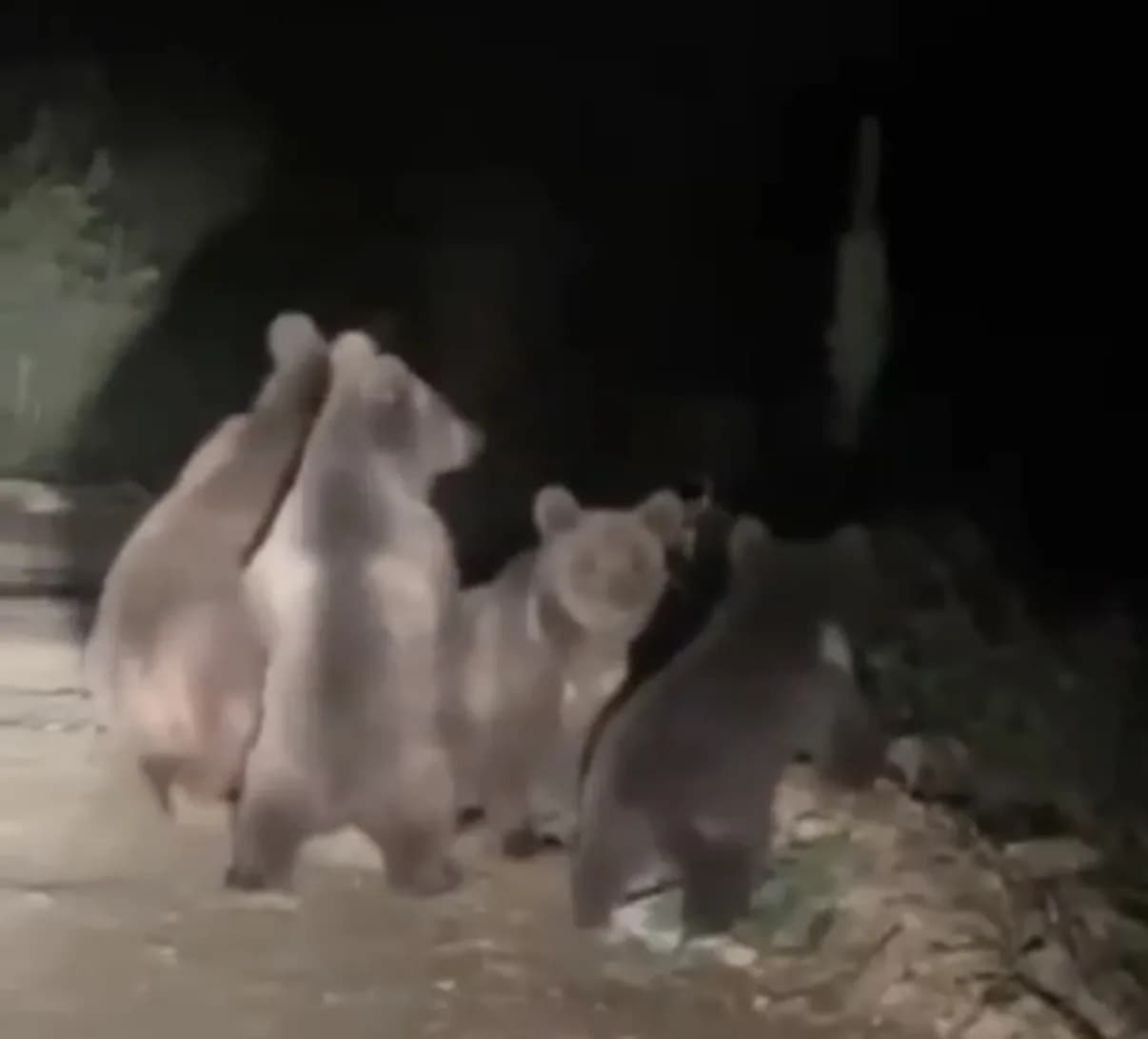 Anne ayı ve 3 yavrusu görüntülendi