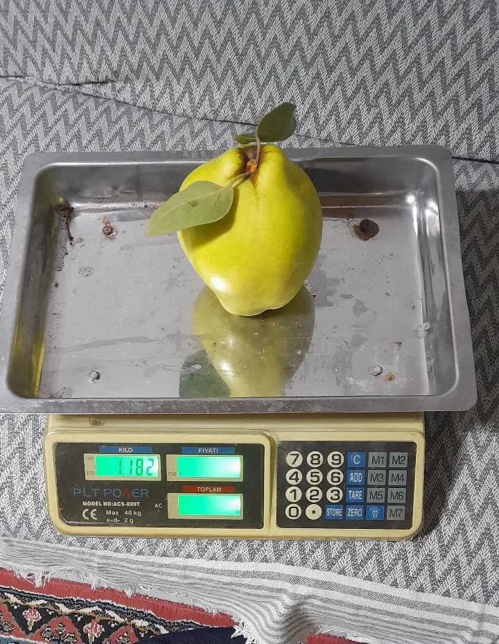 Dalların altın sarısı tartıyı zorladı