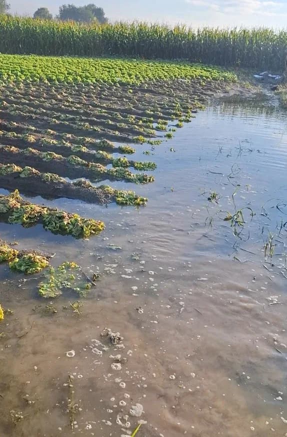 Çiftçinin emeği sular altında kaldı: "Sağlık olsun" dedi