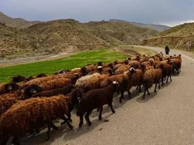 Körfez'de hayvan besleme kavgasında kan aktı: 3 tutuklama