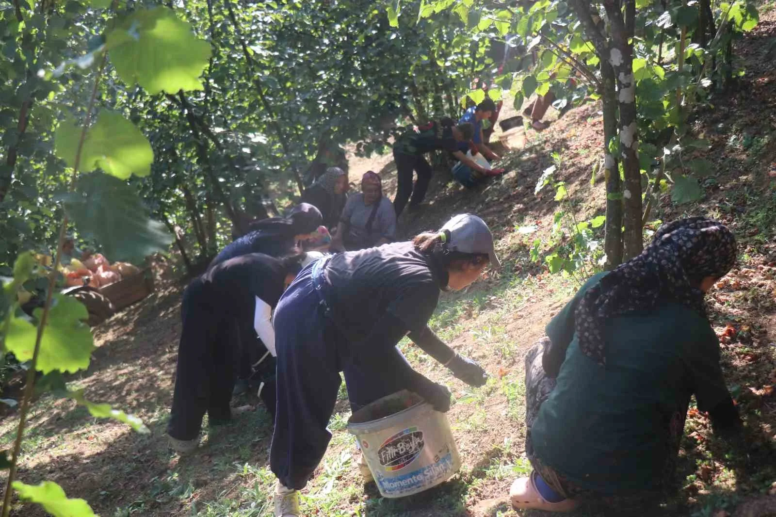 FINDIĞIN TOPLANMASI
