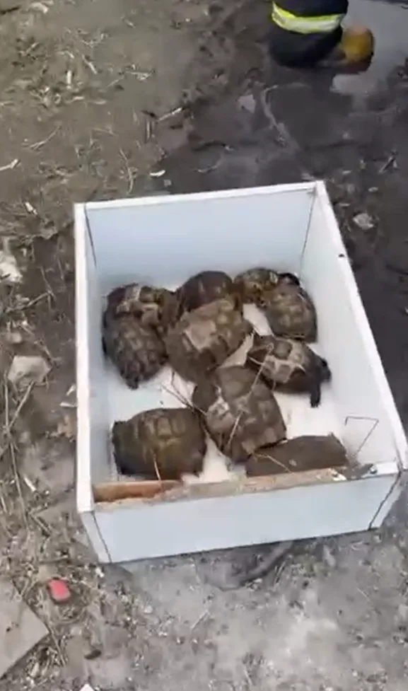 YALOVA’DA ÇALILIK ARAZİDE ÇIKAN YANGINDA ALEVLERİN ARASINDA KALAN 11 KAPLUMBAĞA, İTFAİYE EKİPLERİNCE KURTARILDI.