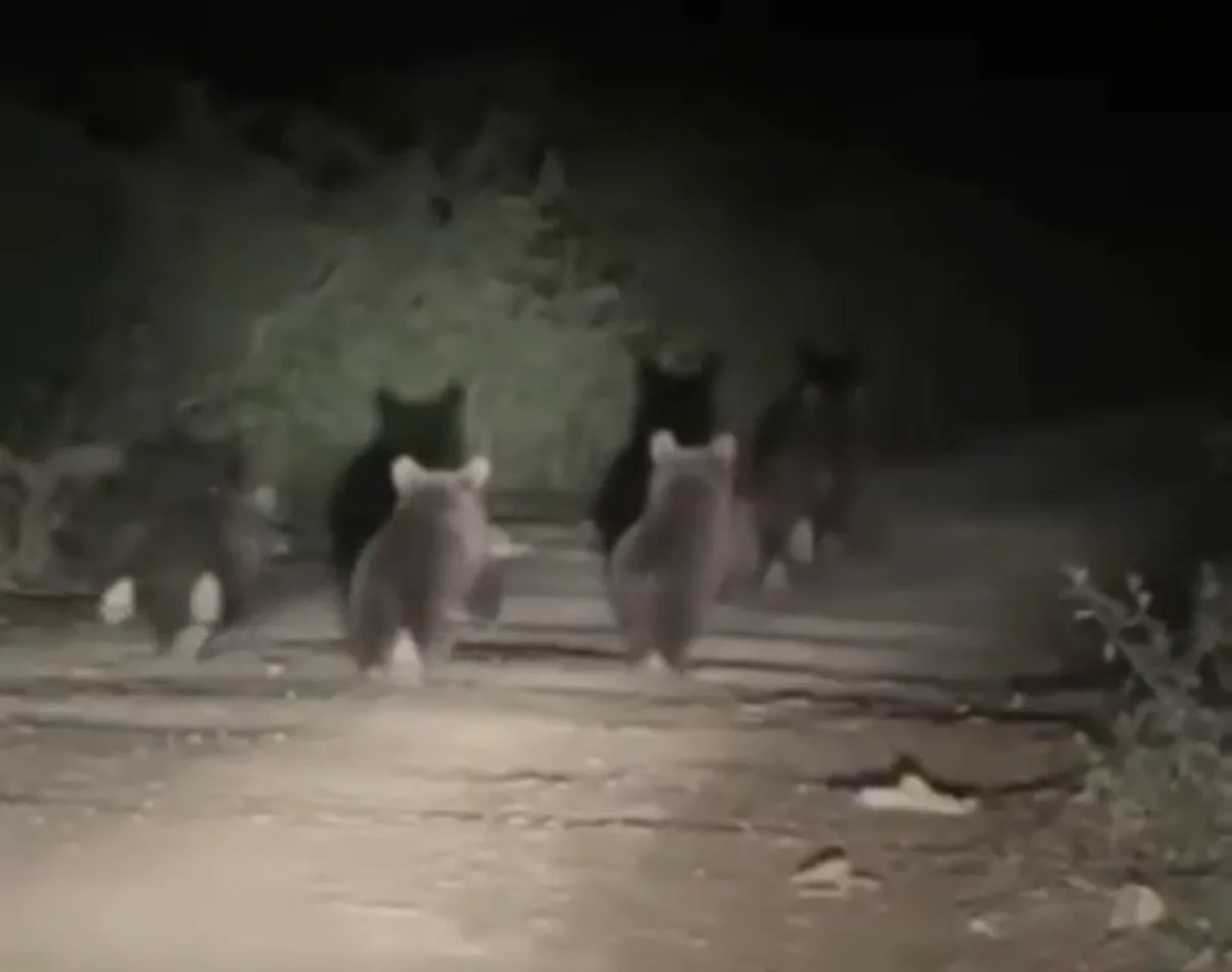 DÜZCE'NİN AKÇAKOCA İLÇESİNE BAĞLI AKKAYA KÖYÜNDE, ORMANLIK ALANDAN YOL KENARINA İNEN ANNE AYI VE 3 YAVRUSUNUN İLERLEYİŞİ, CEP TELEFONUYLA KAYDEDİLDİ.