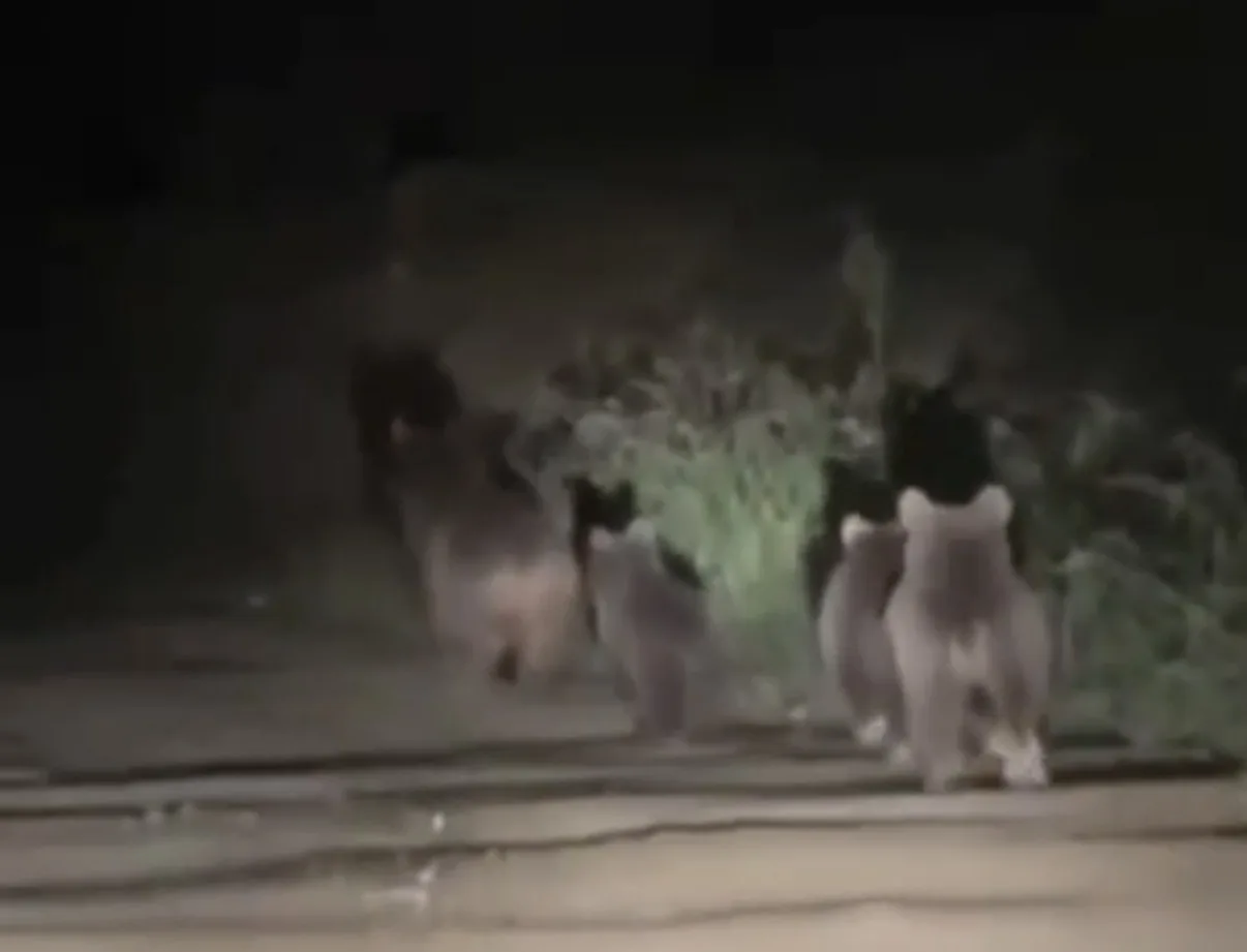 DÜZCE'NİN AKÇAKOCA İLÇESİNE BAĞLI AKKAYA KÖYÜNDE, ORMANLIK ALANDAN YOL KENARINA İNEN ANNE AYI VE 3 YAVRUSUNUN İLERLEYİŞİ, CEP TELEFONUYLA KAYDEDİLDİ.