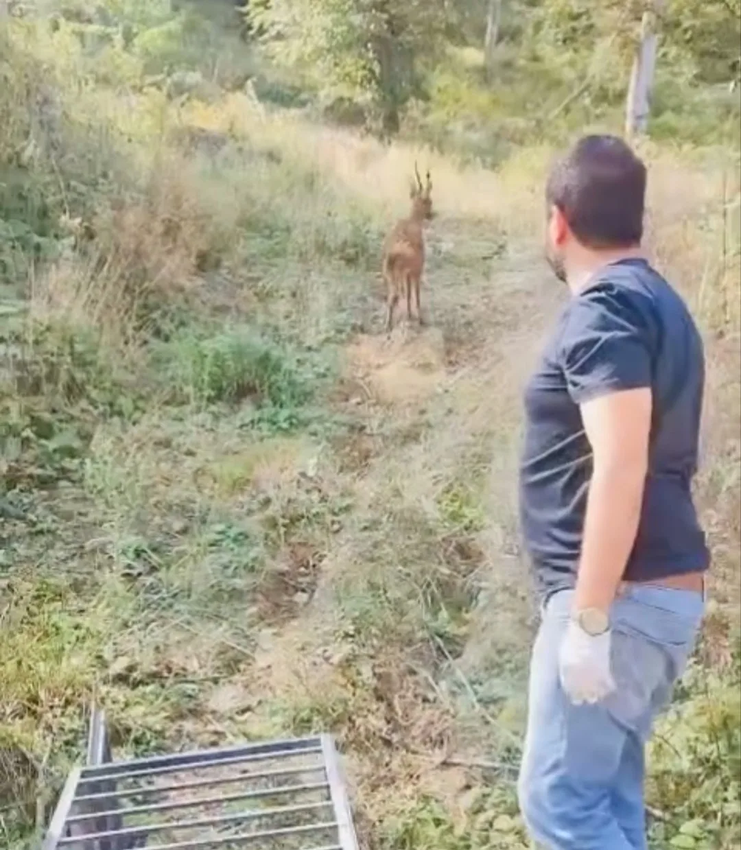 BARTIN'DA ARABA ÇARPMASI SONUCU YARALANAN KARACA TEDAVİSİNİN ARDINDAN DOĞAYA SALINDI.