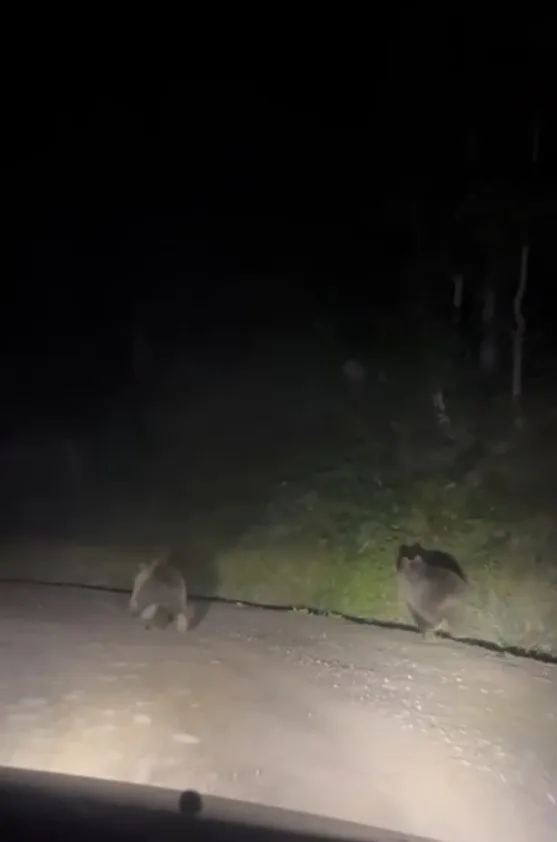 SAKARYA’NIN HENDEK İLÇESİNDE GECE SAATLERİNDE SEYİR HALİNDE OLAN VATANDAŞLAR, YOLA ÇIKAN İKİ YAVRU AYIYLA KARŞILAŞTI.