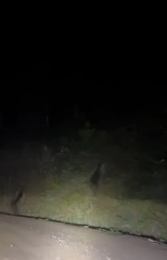 SAKARYA’NIN HENDEK İLÇESİNDE GECE SAATLERİNDE SEYİR HALİNDE OLAN VATANDAŞLAR, YOLA ÇIKAN İKİ YAVRU AYIYLA KARŞILAŞTI.