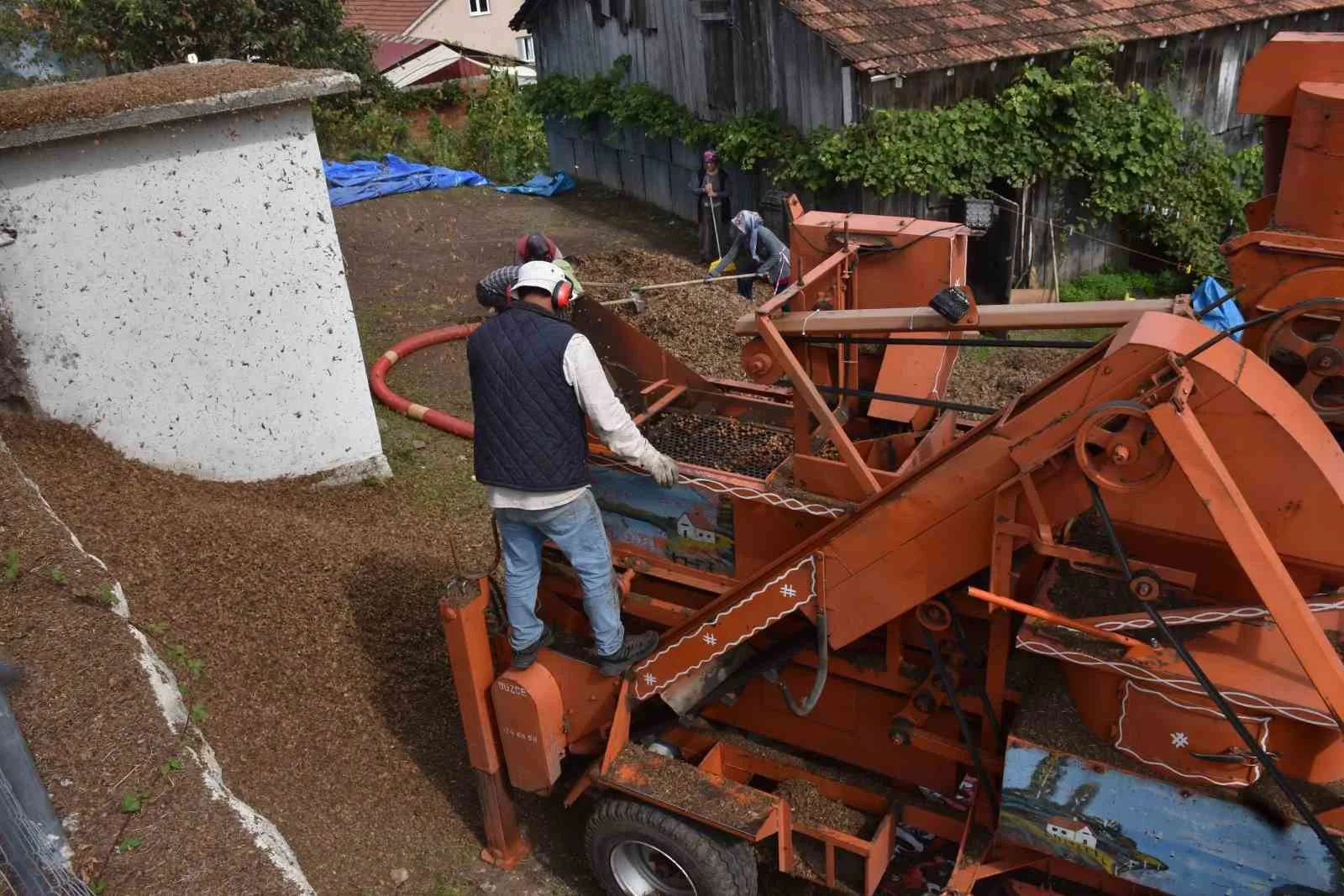 TÜRKİYE’NİN EN ÖNEMLİ FINDIK ÜRETİM MERKEZLERİNDEN BİRİ OLAN SAKARYA’DA HASAT MESAİSİ DEVAM EDİYOR.