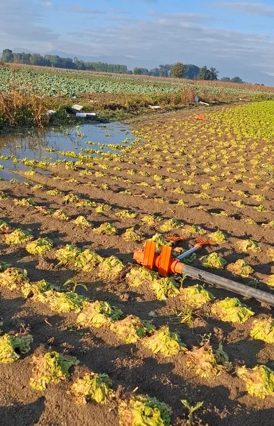 SAKARYA’DA GEÇTİĞİMİZ HAFTA ETKİLİ OLAN KUVVETLİ SAĞANAK YAĞIŞ VE TAŞKINLARIN ARDINDAN SULARIN ÇEKİLMESİYLE TARIM ARAZİLERİNDE OLUŞAN ZARAR ORTAYA ÇIKTI.