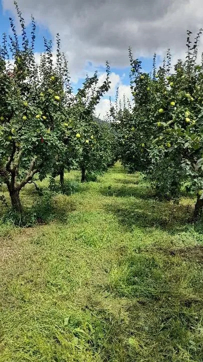 SAKARYA'NIN YETİŞTİRİLEN VE "DALLARIN ALTIN SARISI" OLARAK ADLANDIRILAN COĞRAFİ İŞARETLİ AYVASI, BÜYÜKLÜĞÜ VE AĞIRLIĞIYLA VATANDAŞI HAYRETE DÜŞÜRDÜ.